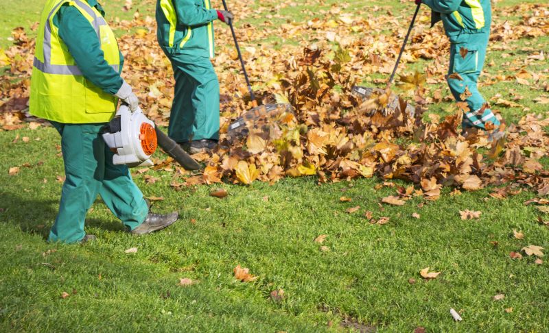 Professionals Clearing Leaves