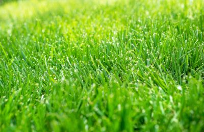 Keep Your Grass Healthy!