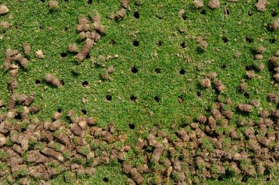 Lawn Aerating