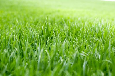 Ensure Your Grass is Thicker and Stronger!